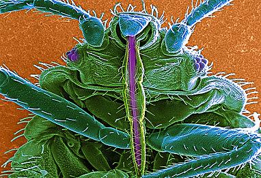 《偶像大师》17周年「MR企划」 天海春香特别PV公开 